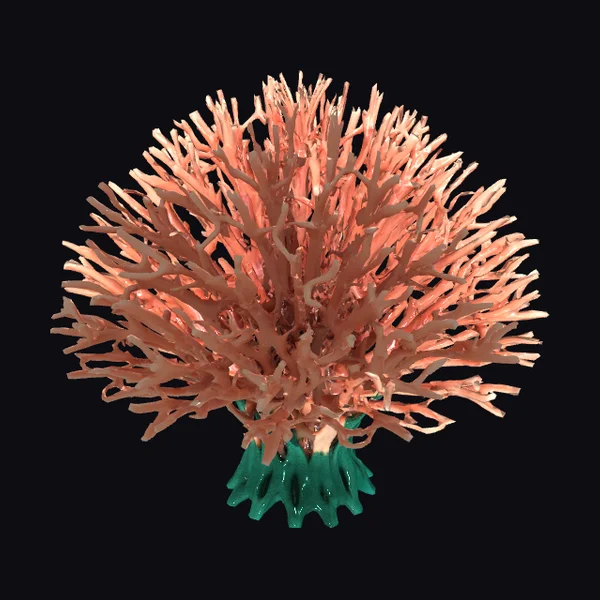 Fan Coral Reef Structure