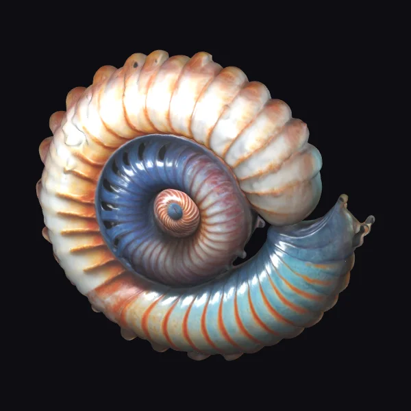 Colorful Nautilus Shell