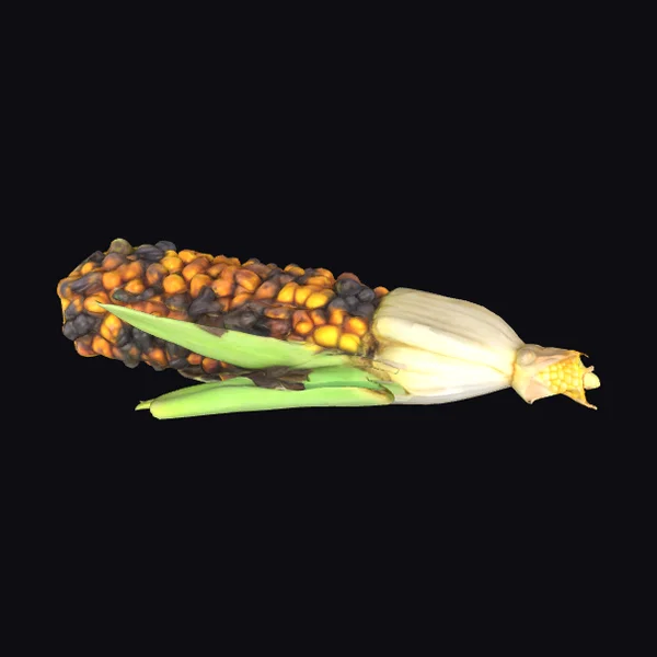 Moldy Ear of Corn