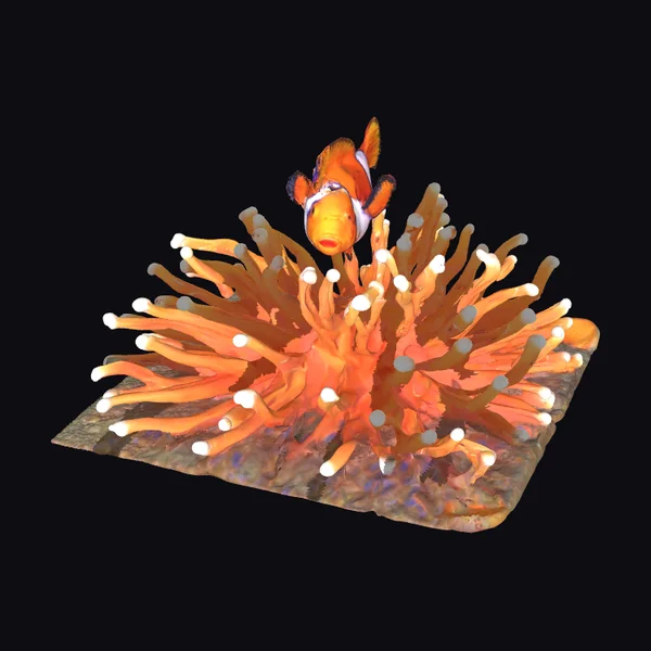 Clownfish and Sea Anemone