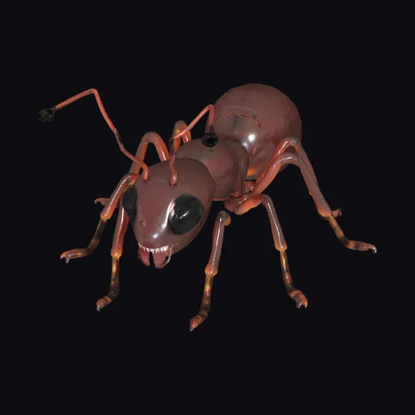 Detailed Brown Ant