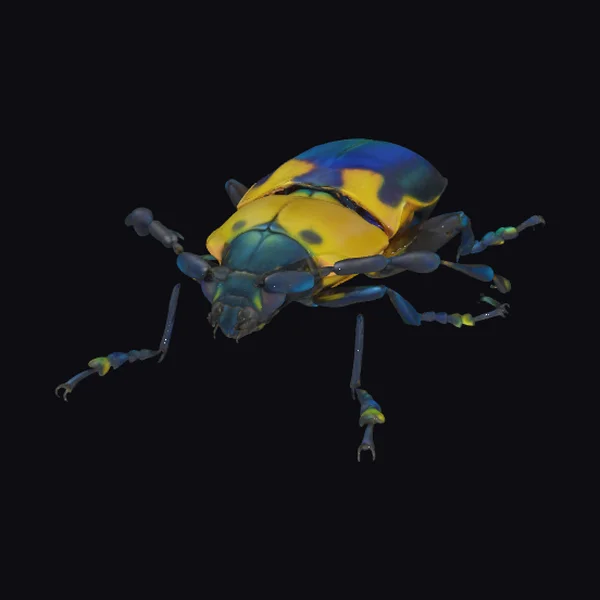 Vibrant Blue Yellow Beetle