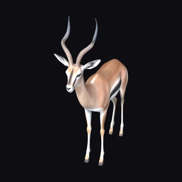 African Gazelle with Horns
