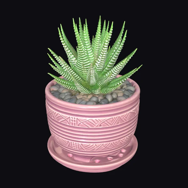 Zebra Haworthia Succulent Plant