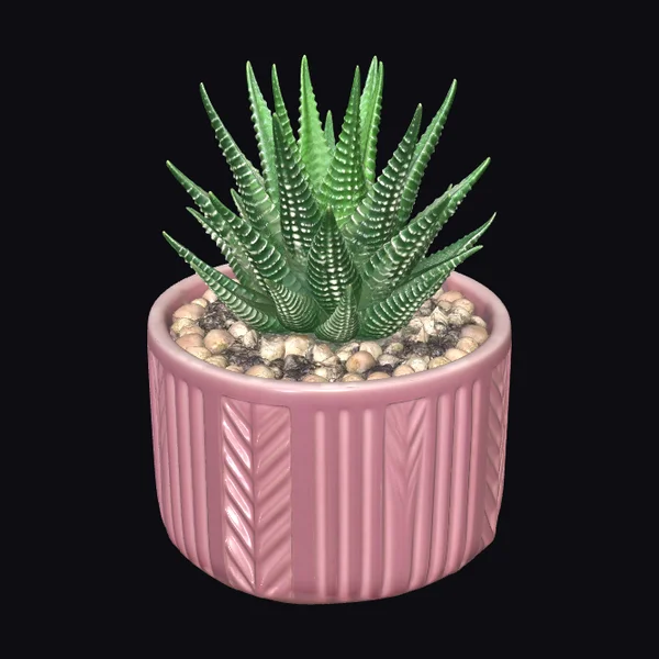 Zebra Haworthia Succulent Plant