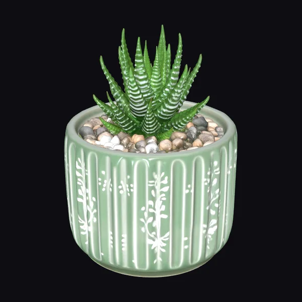 Zebra Haworthia Succulent Plant
