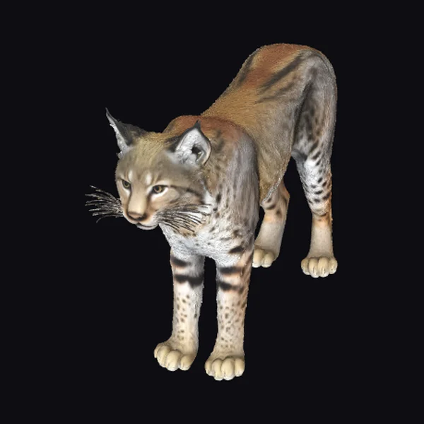 Wild Lynx Crouching Low