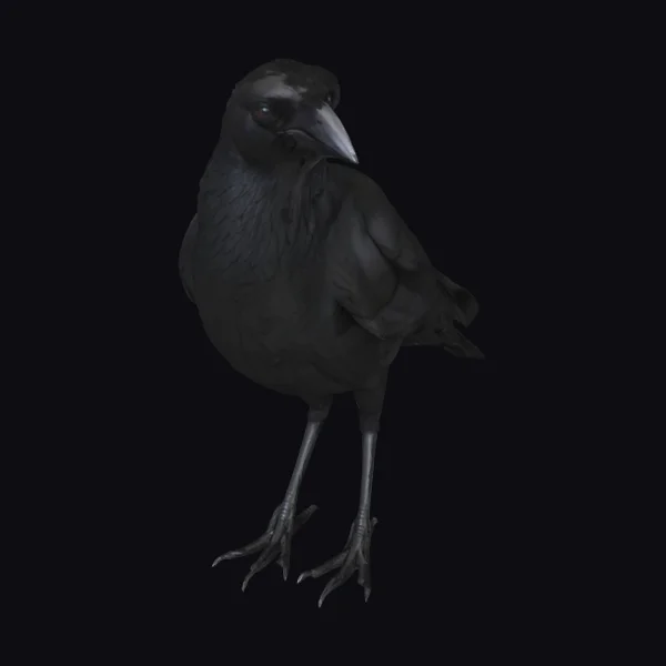 Black Crow Standing