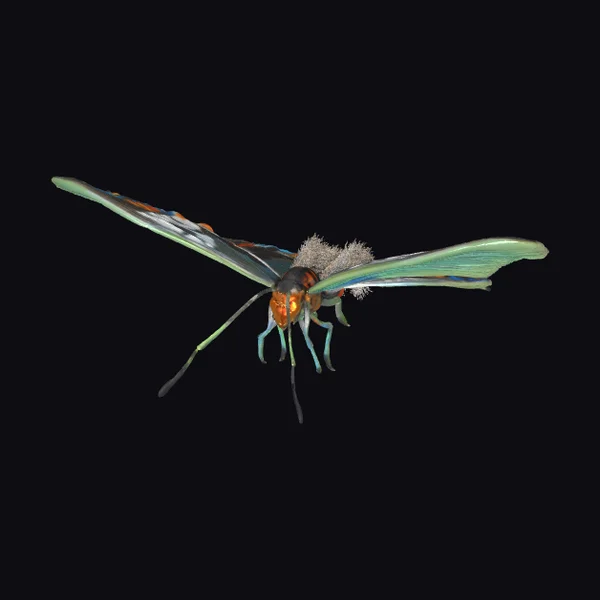 Vibrant Insect Wings