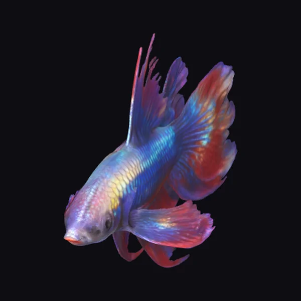 Vibrant Betta Fish