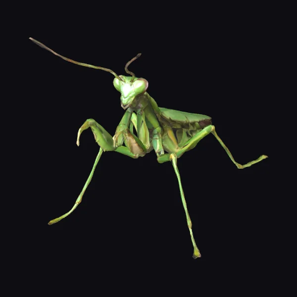 Green Praying Mantis