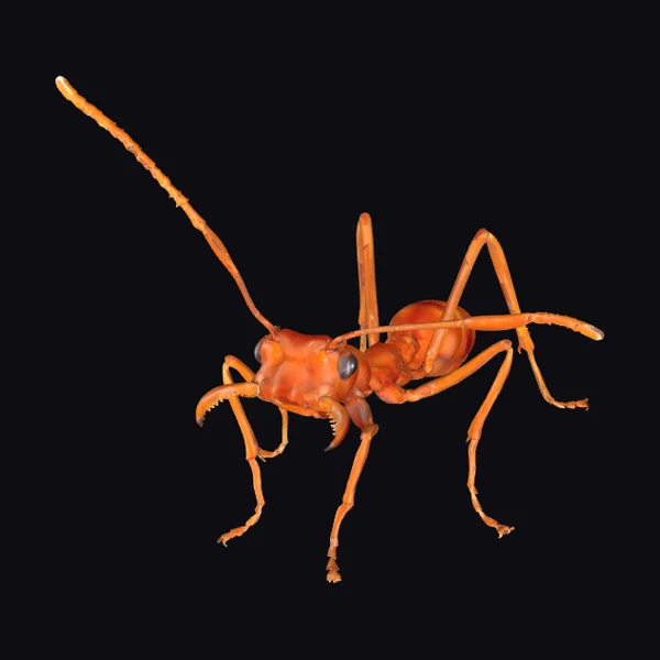 Orange Ant on Dung