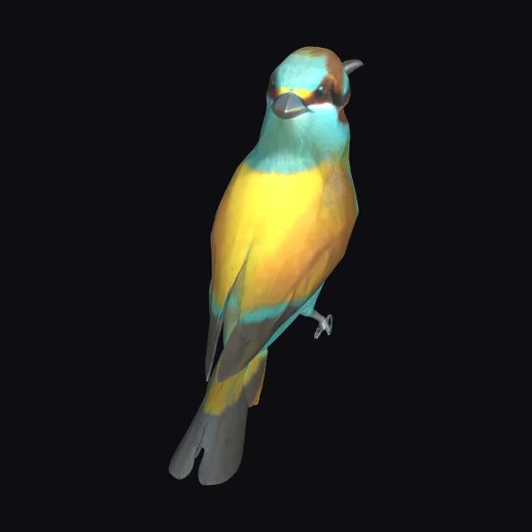 Bee-eater Bird