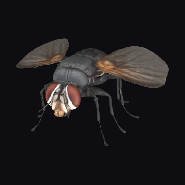 House Fly