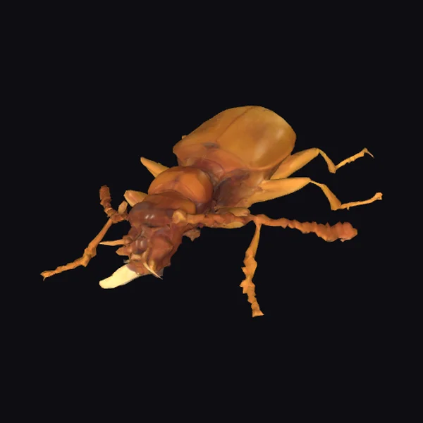 Golden Beetle Specimen