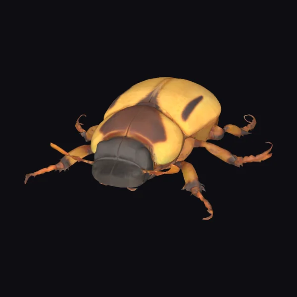 Golden Beetle Closeup