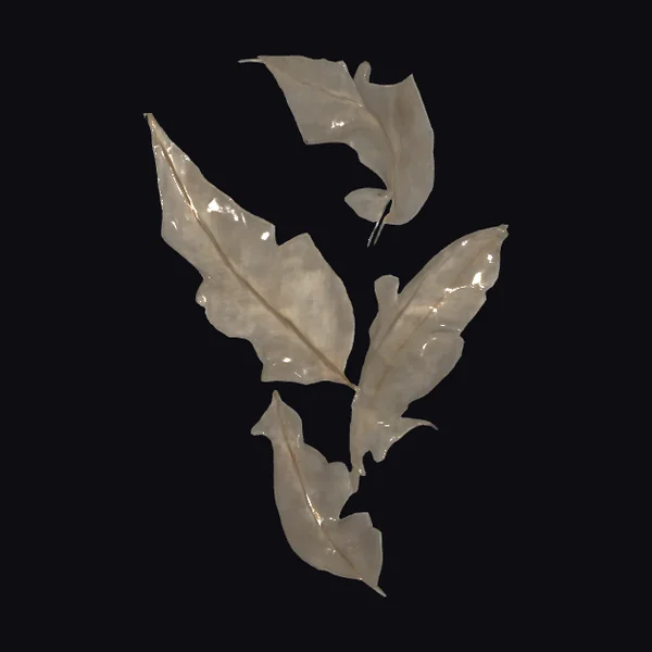 Wet Silver Leaves Cluster