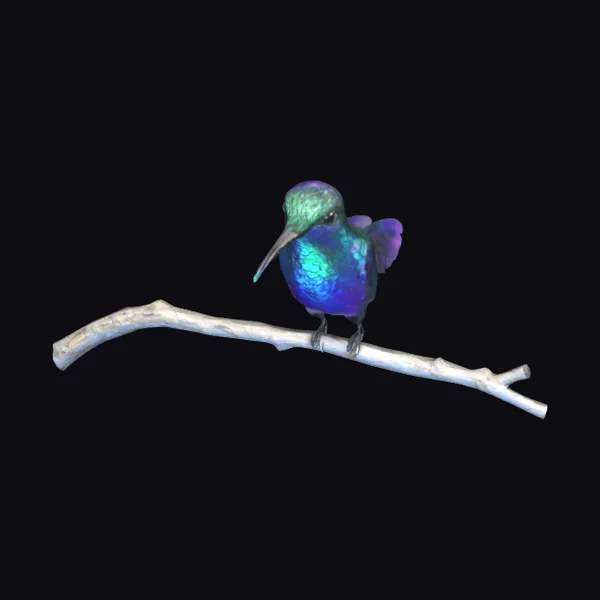 Hummingbird on Branch