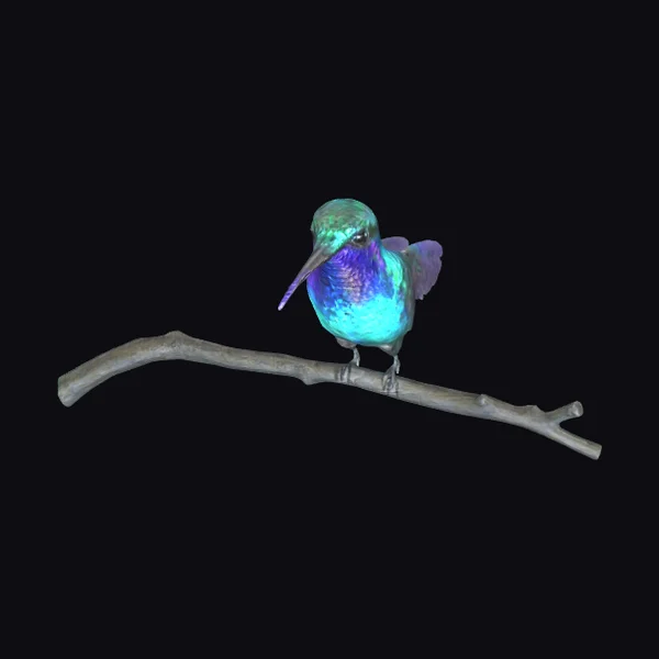 Hummingbird on Branch