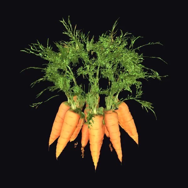 Fresh Carrot Bunch