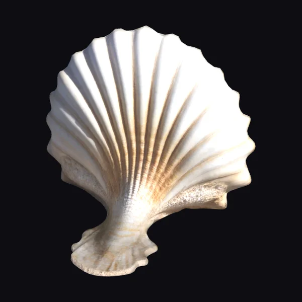 Giant Scallop Shell