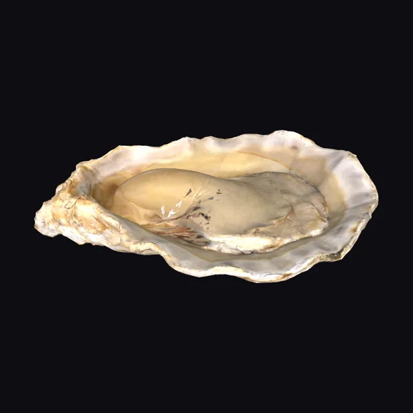 Giant Oyster Shell