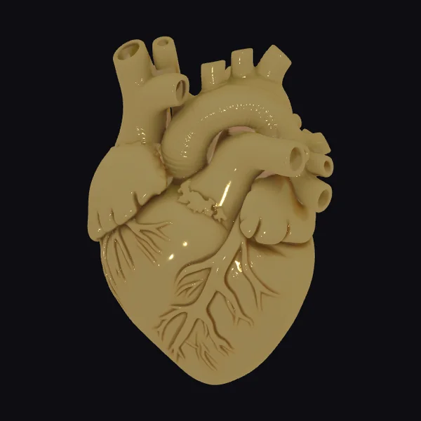 Anatomical Heart Model