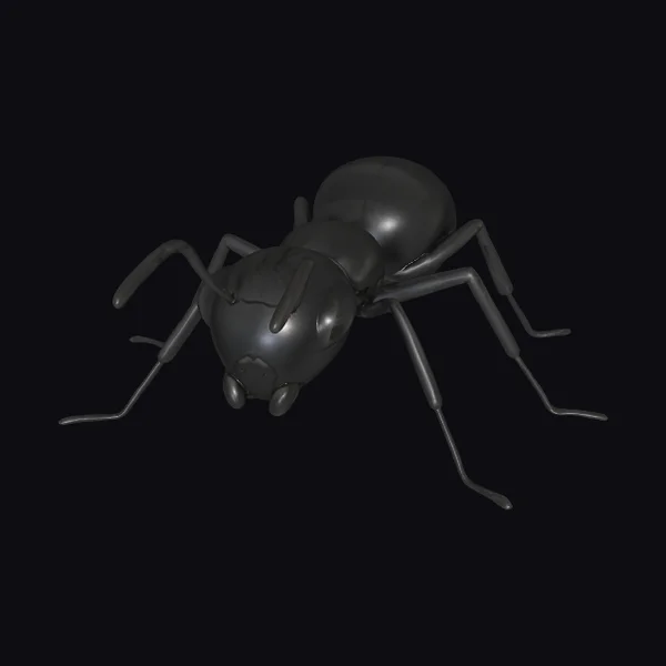 Black Ant Insect