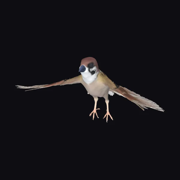 Bird in Mid Flight