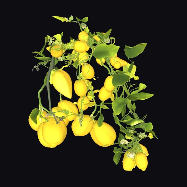 Sunlit Lemons on Branch