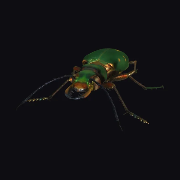 Gold-Spotted Emerald Beetle