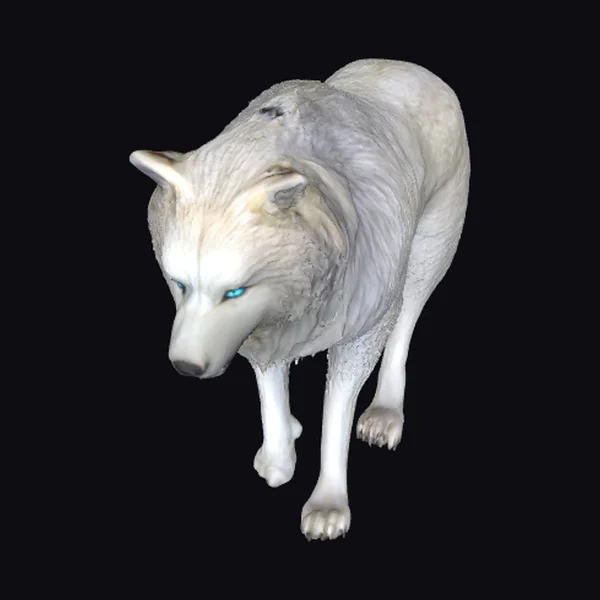 White Wolf with Blue Eyes