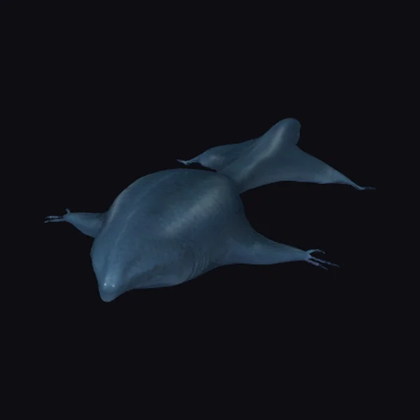 Dark Marine Mammal