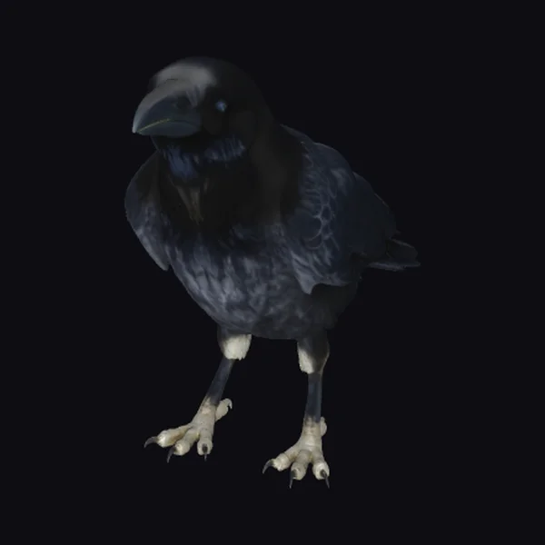 Black Bird with Sharp Beak