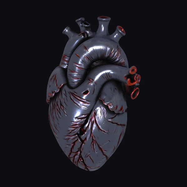Anatomical Heart Model