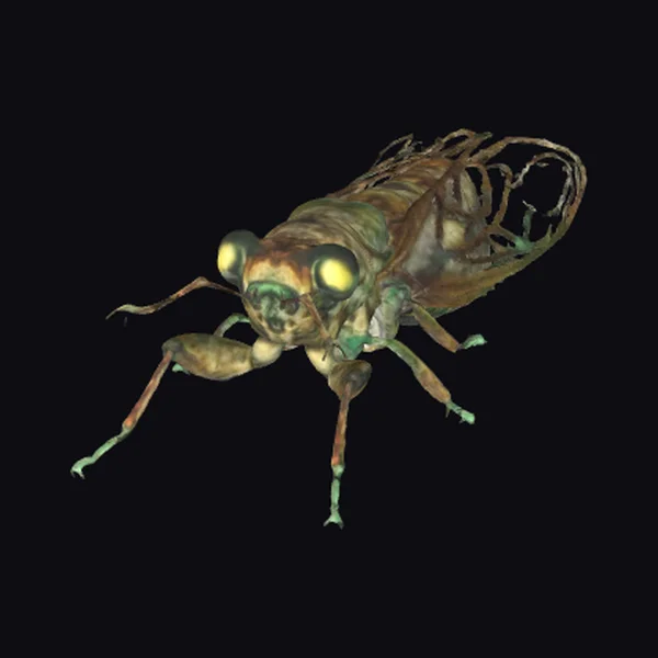 Cicada Insect Creature