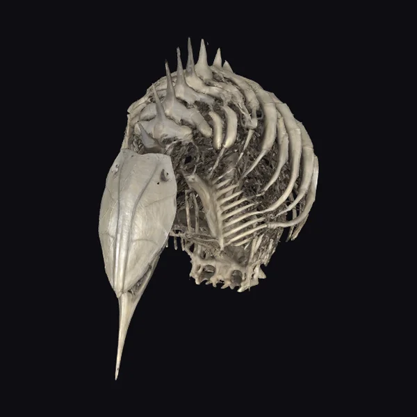 Alien Rib Cage Skeleton