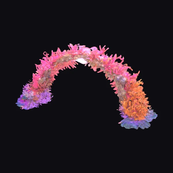 Vibrant Coral Reef Arch
