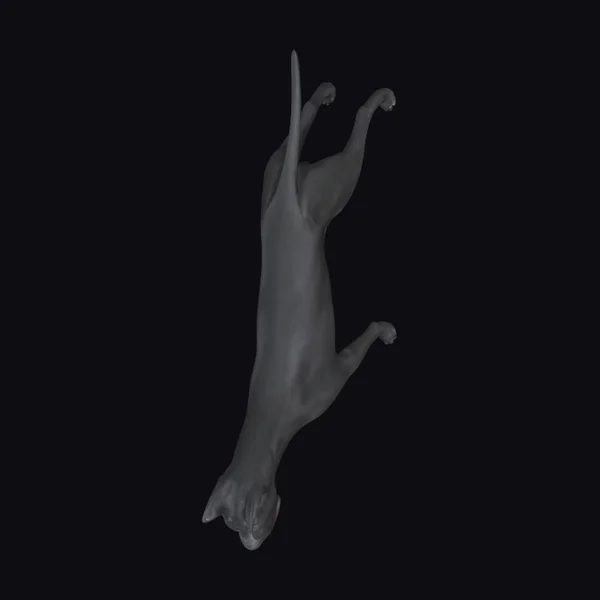 Black Cat in Mid-Air