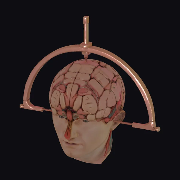 Anatomical Brain Diagram