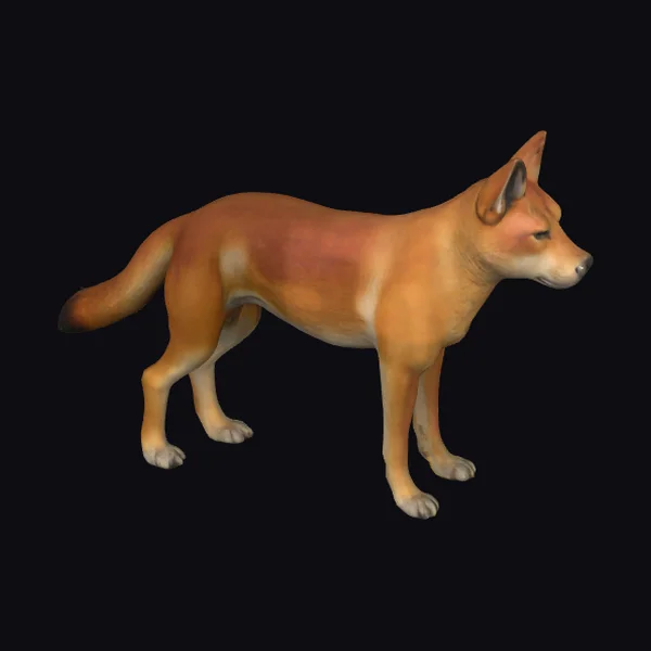 Wild Dingo Standing