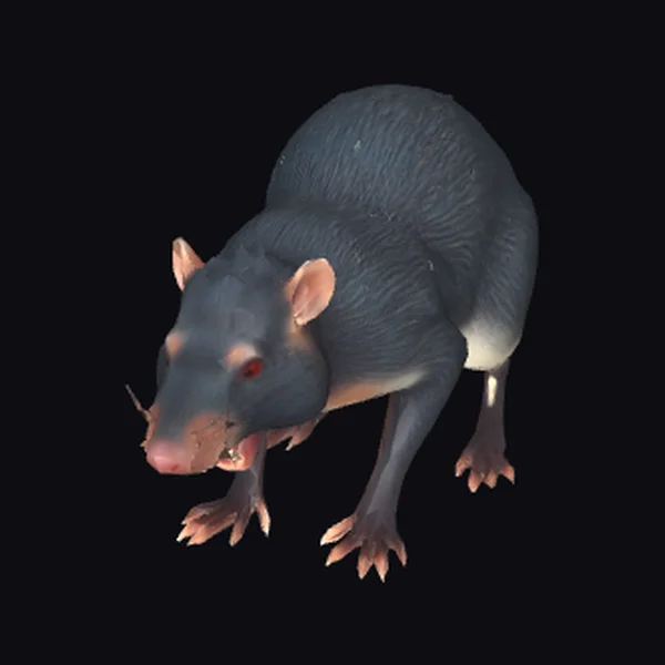 Aggressive Rodent Attack Posture
