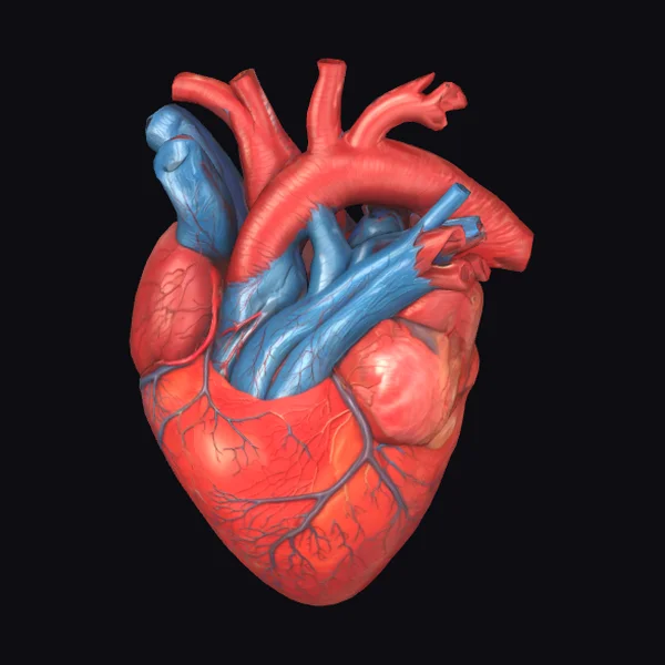 Anatomical Heart Illustration