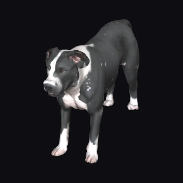 Black and White Pitbull