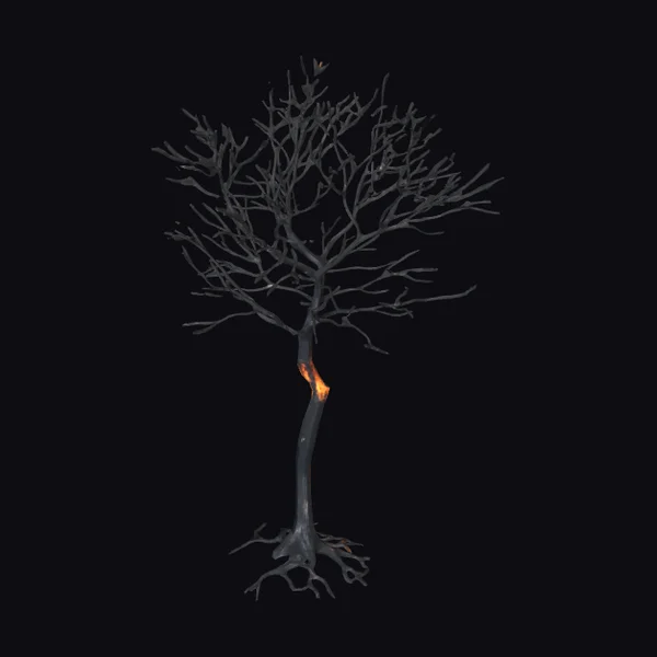 Burnt Tree After Fire