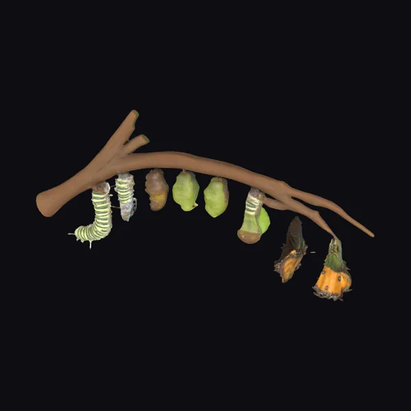 Caterpillar Life Cycle Branch