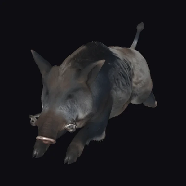 Wild Boar with Muzzle