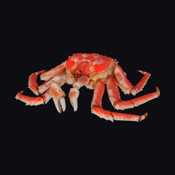 Giant Red King Crab