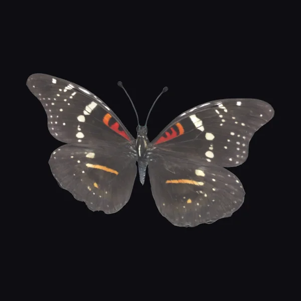 Black Butterfly with Spots