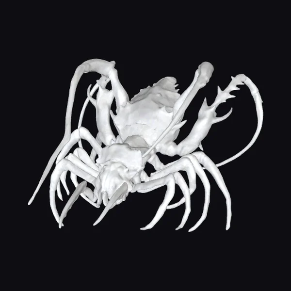 Ancient Cambrian Sea Creature